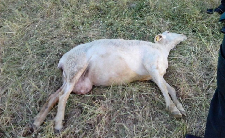 Detenido un hombre en Riós acusado de maltrato animal por dejar morir a seis ovejas