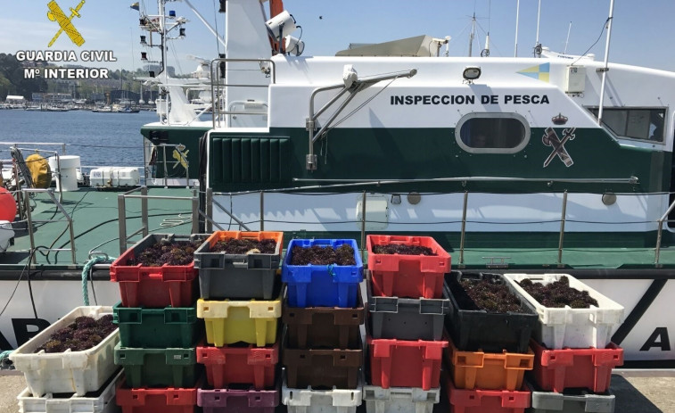 ​Decomisados 527 kilos de erizo de mar en el puerto de Oza