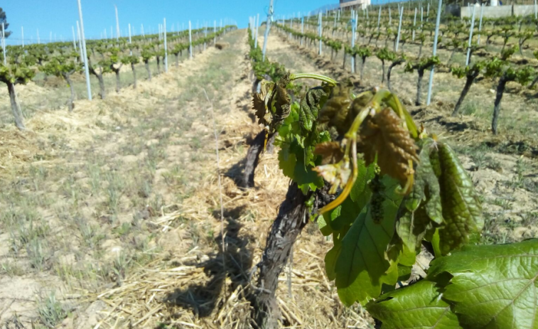 ​La Diputación de Ourense pide declarar zona catastrófica los viñedos afectados por heladas