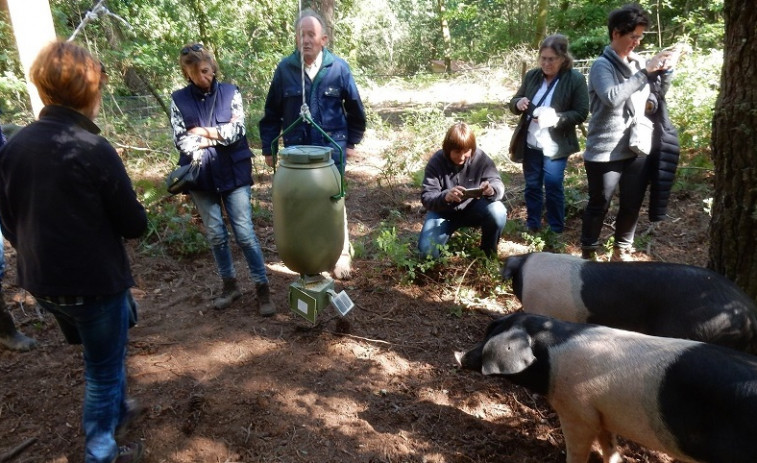 ​Galicia, Asturias y País Vasco investigan cómo maximizar la producción de cerdo celta