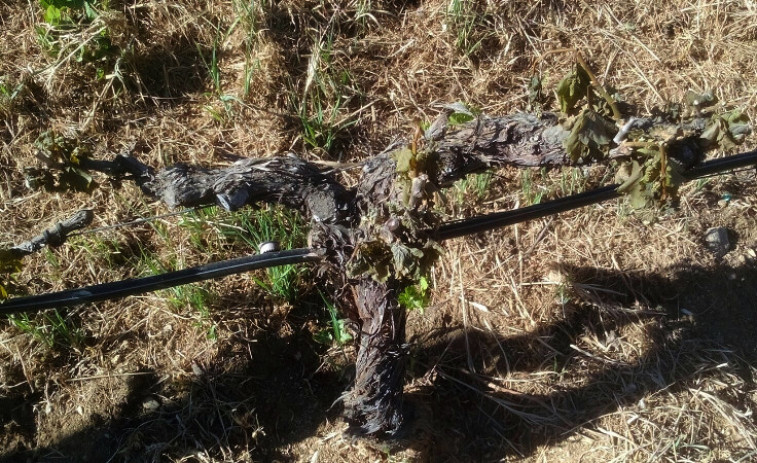 ​Las heladas dañaron el 90% de los viñedos de la denominación de origen de Monterrei