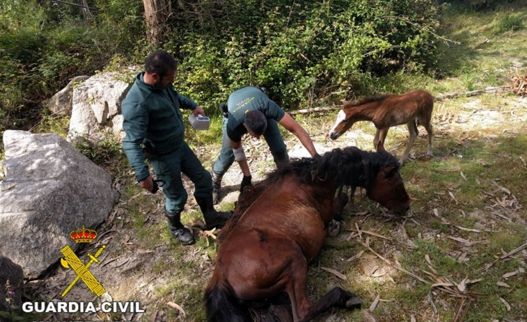 ​Rescatan a una yegua atrapada en una alambrada de un cercado en Ponte Caldelas