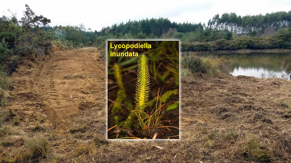 Fentoperigodeextincion