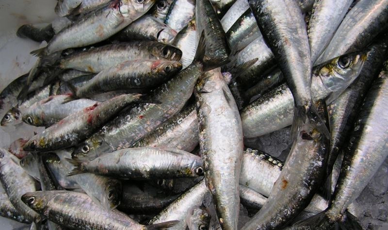 Sardinas 1