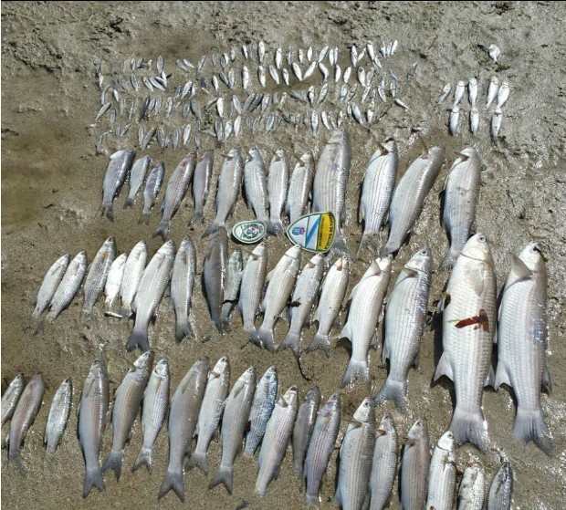 Vertedurapeixesmortos