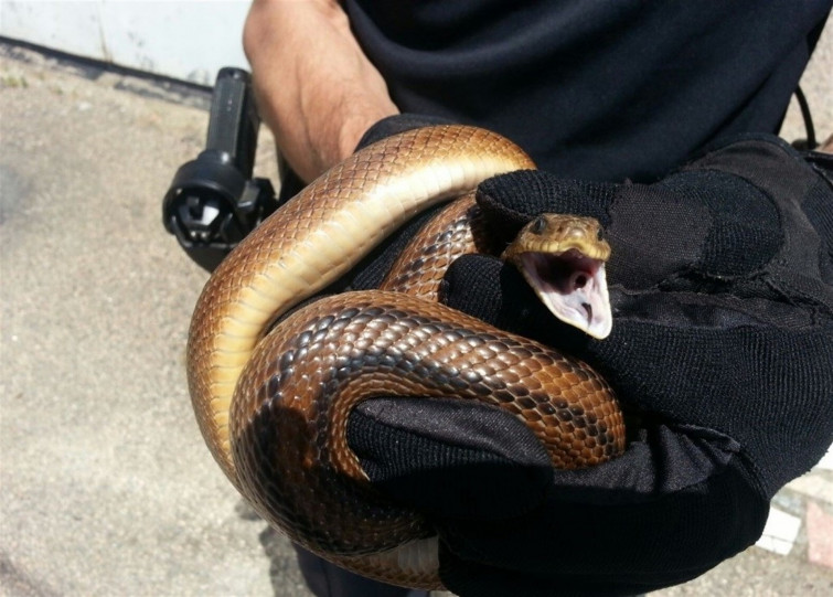 Una serpiente de 157 centímetros se cuela en un patio de una vivienda en Vigo
