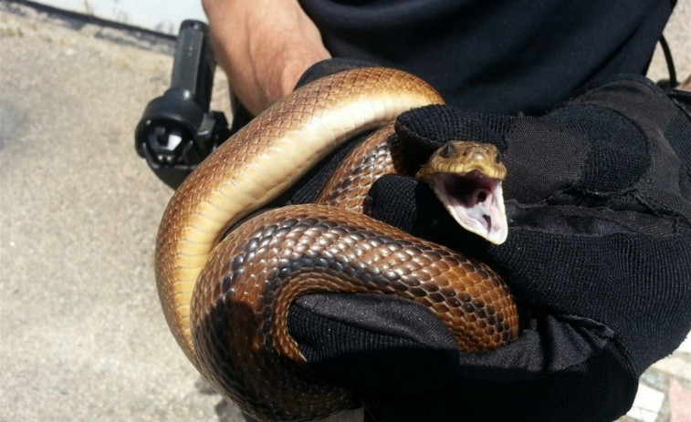 Una serpiente de 157 centímetros se cuela en un patio de una vivienda en Vigo