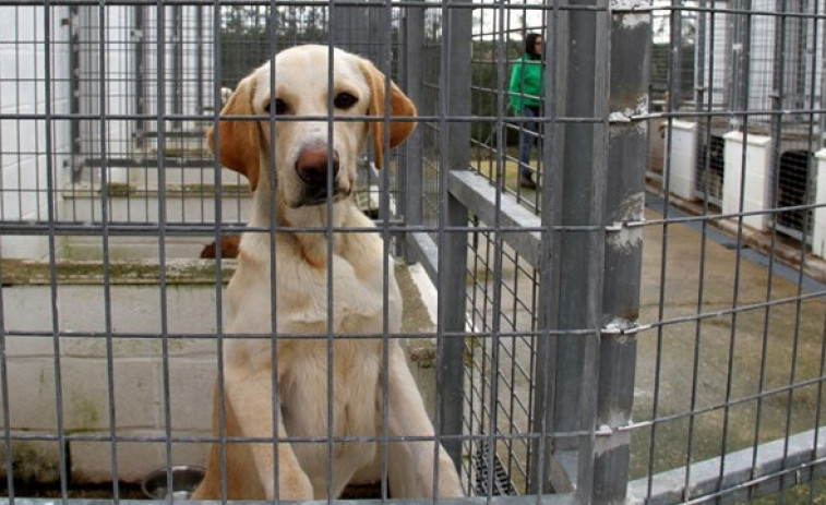 Una treintena de asociaciones animalistas rechazan la futura ley gallega
