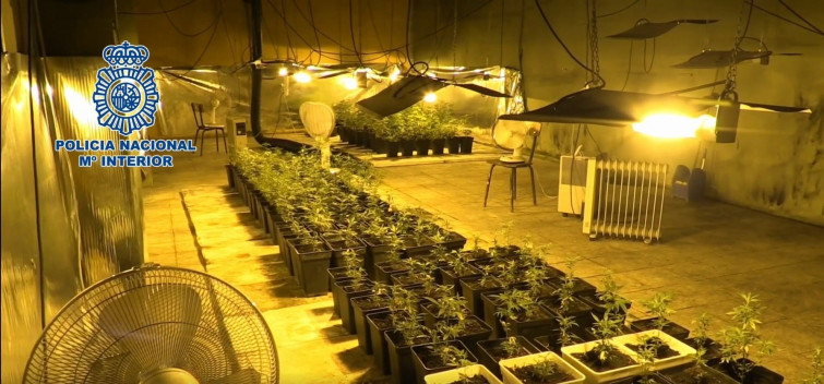 ​Desarticulado un grupo de narcotraficantes e incautadas 3.500 plantas de marihuana