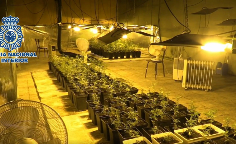 ​Desarticulado un grupo de narcotraficantes e incautadas 3.500 plantas de marihuana