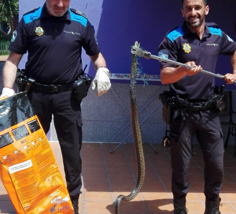 La Policía de Vigo captura una serpiente venenosa en una finca de San Miguel Oia