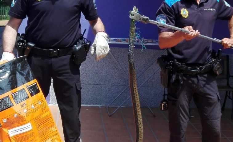 La Policía de Vigo captura una serpiente venenosa en una finca de San Miguel Oia
