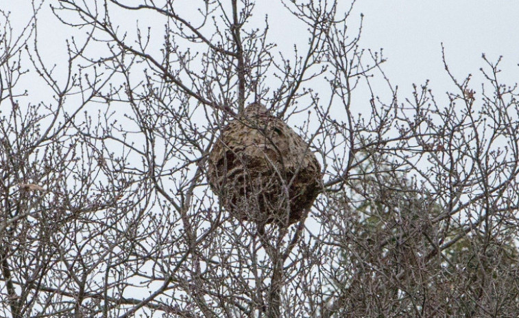 Más de 4.800 nidos de avispa velutina retirados en lo que va de año
