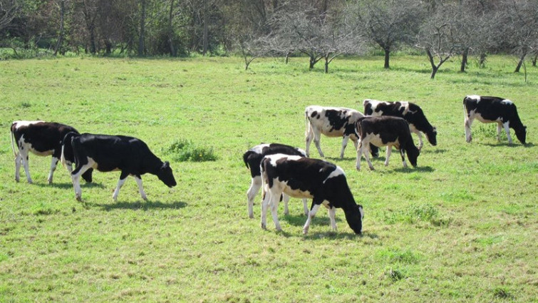 Ganaderos temen pagar la multa impuesta a las empresas por pactar los precios de la leche