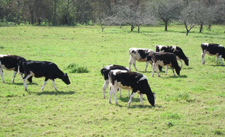Lidl es el primer supermercado en España cuya leche tiene doble certificado de pastoreo y de bienestar animal