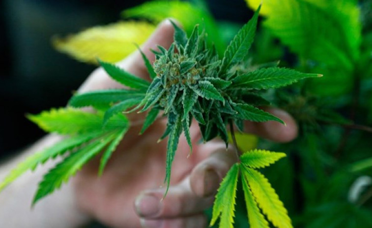 El debate sobre la legalización se reabre ante el empuje de las grow-shops y el éxito de la despenalización en Norteamérica