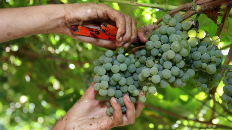 La ausencia de plagas y enfermedades permite aumentar la producción de uva en las Rías Baixas