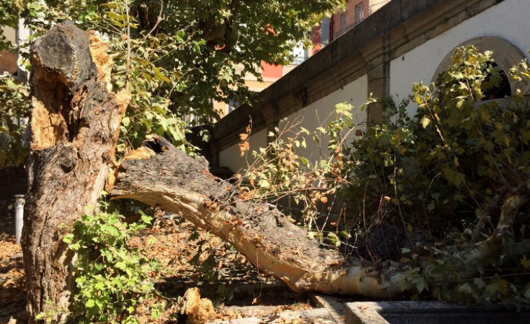 Un árbol de grandes dimensiones se desploma en el casco viejo de Ourense