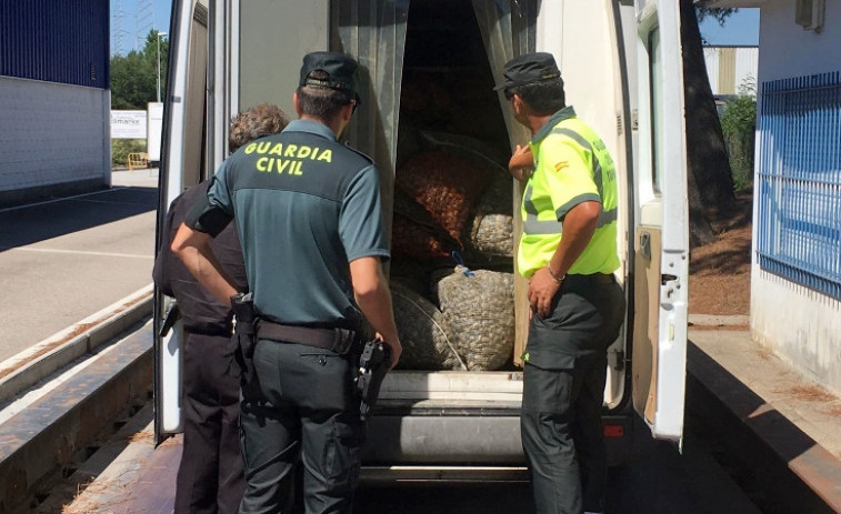 Detienen en O Porriño un cargamento de más de 4 toneladas de almeja furtiva