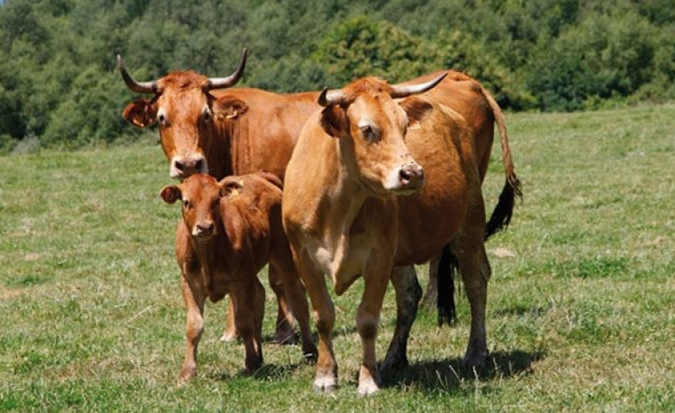 Galicia es la segunda comunidad autónoma en producción de carne bovina