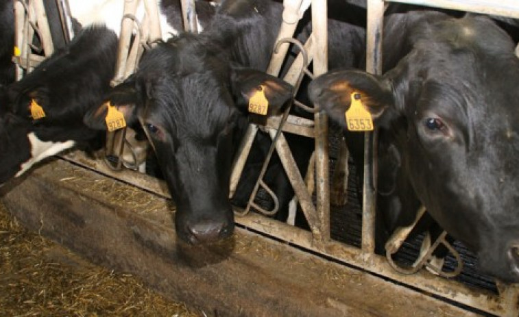 A Xunta “non está á altura” na defensa do sector lácteo