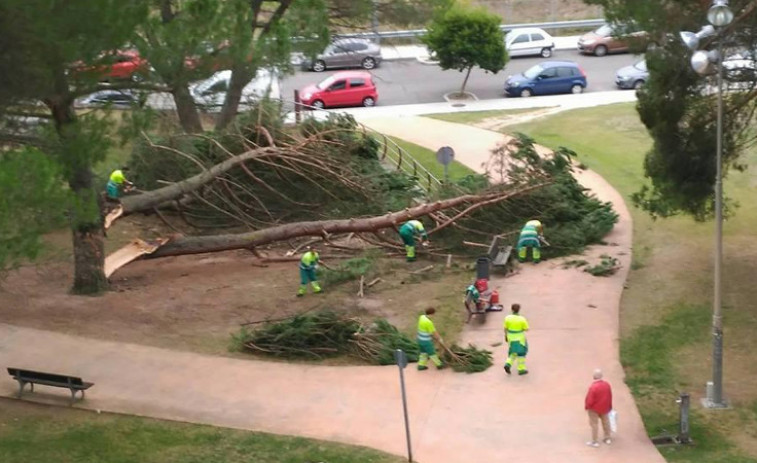 Tercer desprendimiento de ramas de árboles en un mes en Ourense