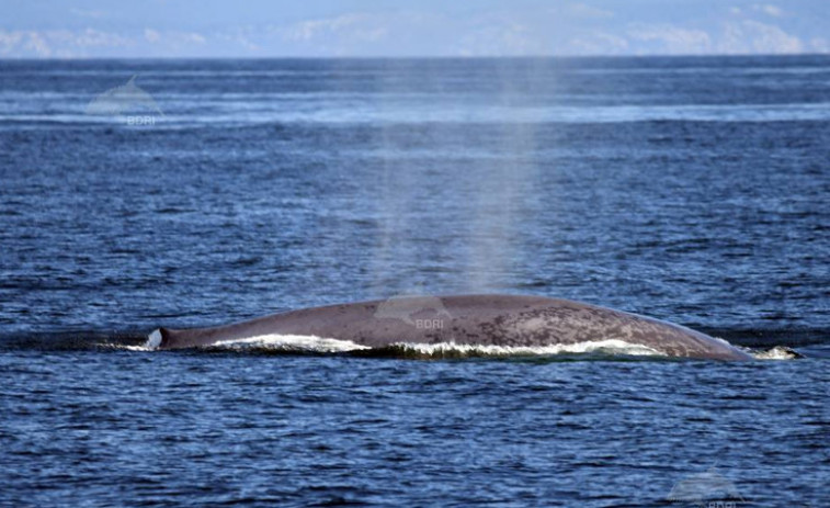 Vuelven a avistar una ballena azul en aguas gallegas, cerca de Ons