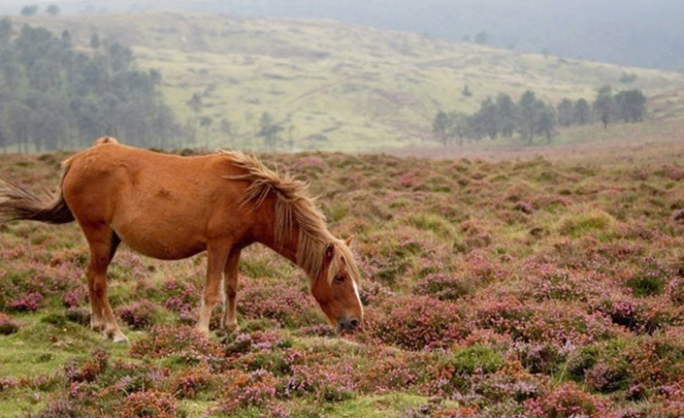 Colectivos animalistas logran 3.500 firmas en 72 horas contra el maltrato a caballos