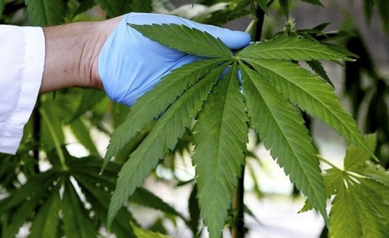 Incautadas 4.000 plantas de marihuana en una nave industrial