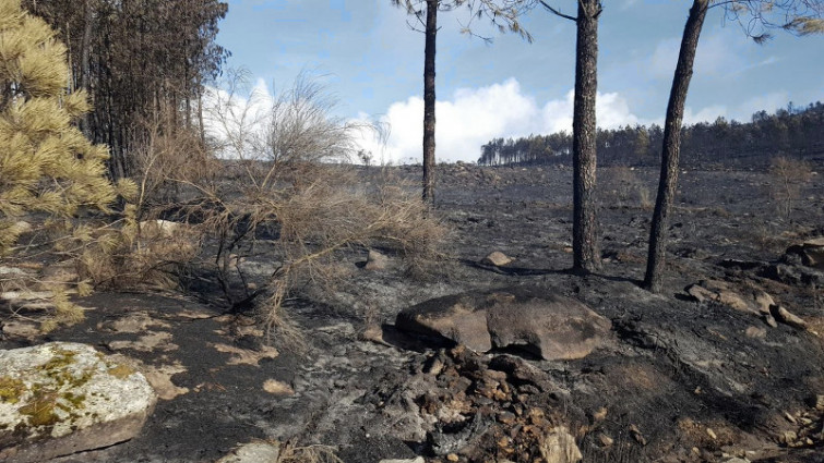 ​El informe sobre los incendios no encuentra 