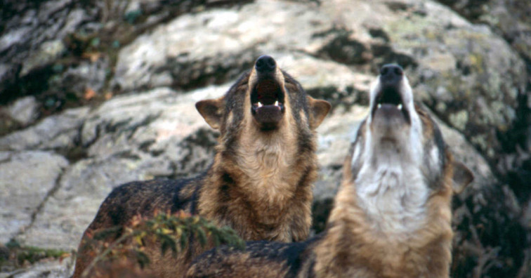 Estos son los 22 concellos que la Xunta incluye en el listado para recibir ayudas para paliar daños del lobo