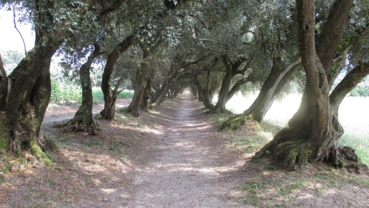 Un olivo del pazo gallego de Santa Cruz, Premio AEMO al Mejor Olivo Monumental de España 2015