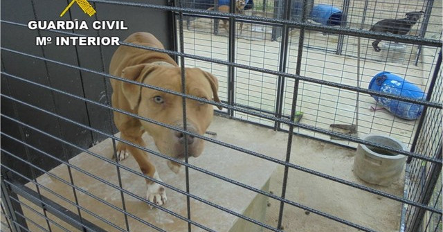 Los dos perros que atacaron a una mujer en Covelo están aislados en la protectora