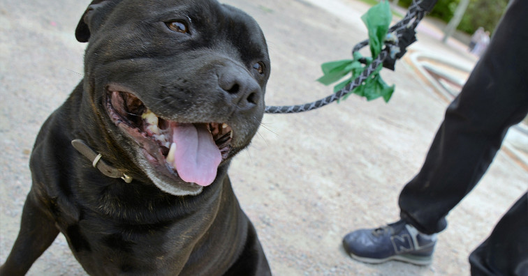 Otra mujer sufre el ataque de un perro peligroso en Mos, que en este caso era suyo