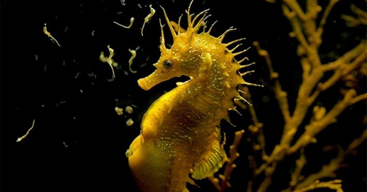 La XXVII edición de la Semana de Cine Submarino llega al Teatro Afundación de Vigo