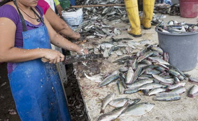 Se plantean mejoras en la pesquería de sardinas ante su posible cierre