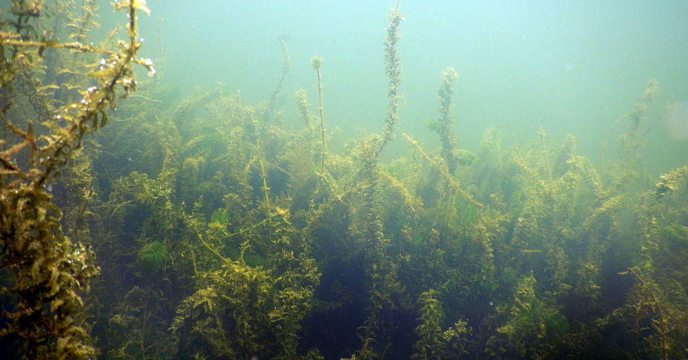 La sequía amenaza también la biodiversidad en los entornos de los ríos gallegos