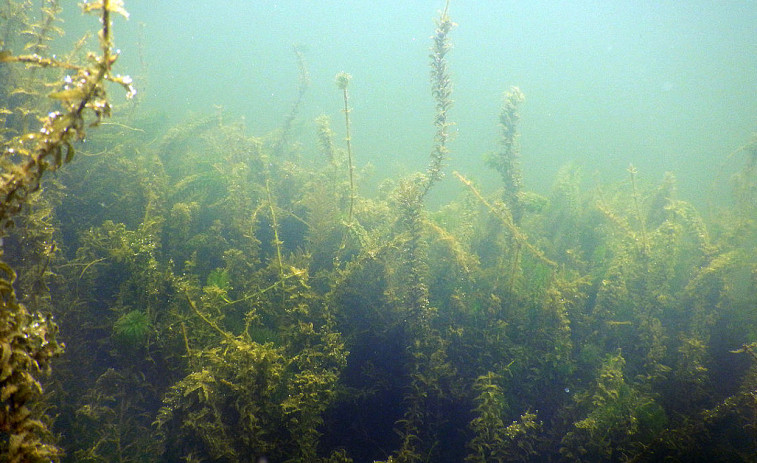 La sequía amenaza también la biodiversidad en los entornos de los ríos gallegos