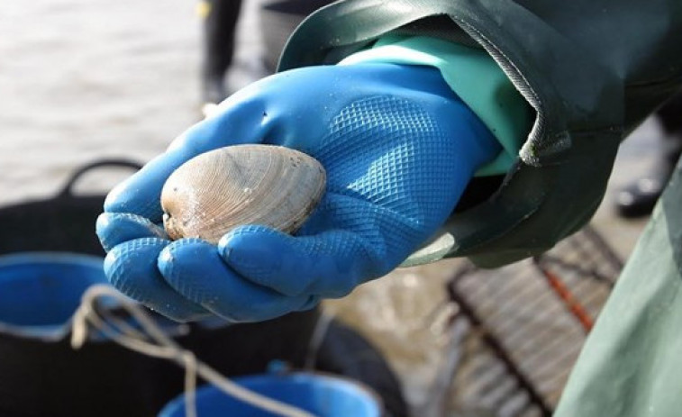 El marisco de la ría de Ferrol se podrá vender sin necesidad de tratamiento