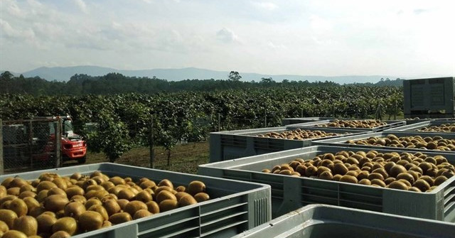 La fresa y el arándano quieren seguir la estela del kiwi