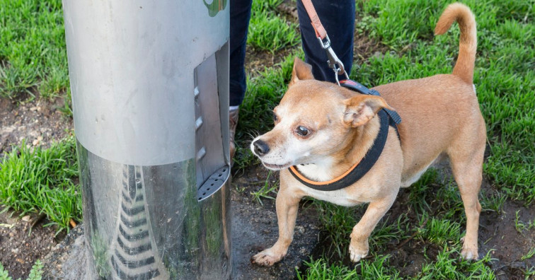 ​Fuentes adaptadas para perros, una de las innovaciones de los vecinos de A Coruña