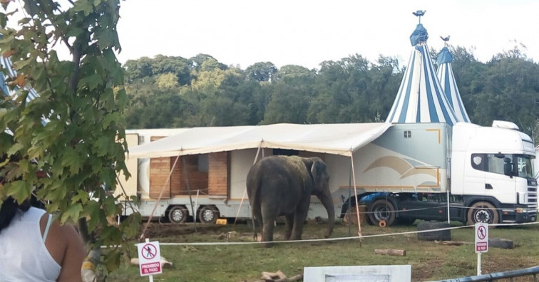 ‘Libera’ mantiene su lucha para evitar el uso de animales en los circos