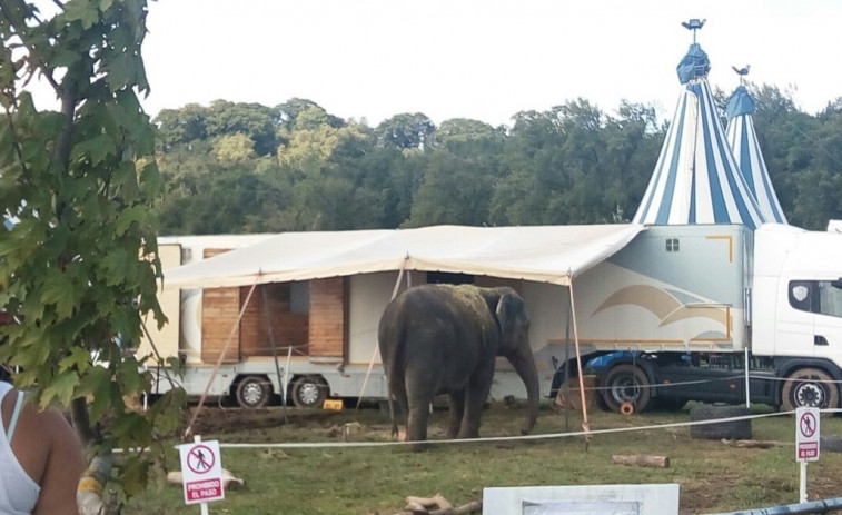 ‘Libera’ mantiene su lucha para evitar el uso de animales en los circos