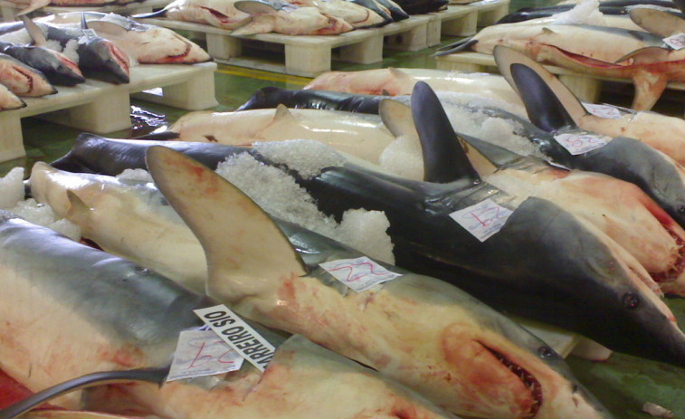 Ciertos tiburones de la lonja viguesa contienen peligrosas cantidades de mercurio