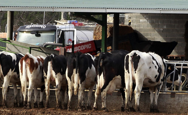 La Fruga denuncia el sacrificio de “mil vacas sanas” al año en Galicia