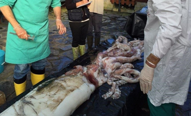 Lucha entre calamares gigantes: así lo desvela la necropsia del ejemplar hallado en Galicia