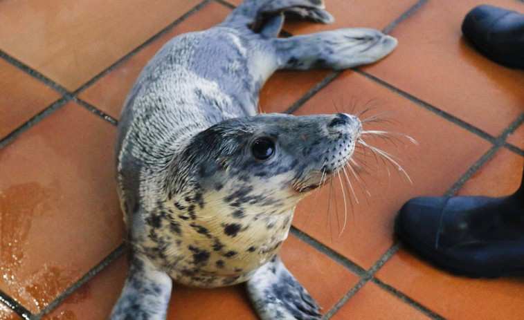 ​Una foca que llegó enferma y desnutrida a Galicia se recupera 