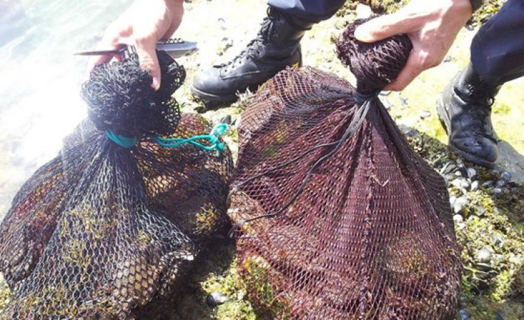 ​Intervenidos casi 200 kilos de marisco en controles en Arousa y la ría de Pontevedra