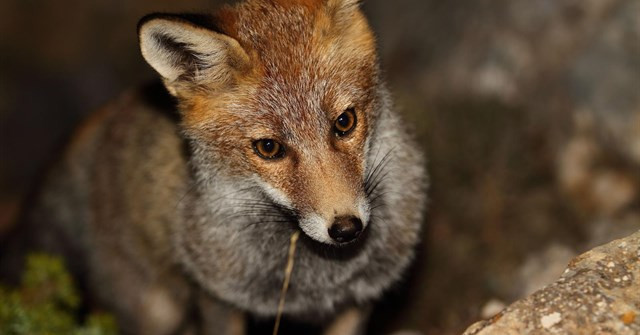 ​Ningún zorro abatido en el campeonato de caza celebrado en Forcarei