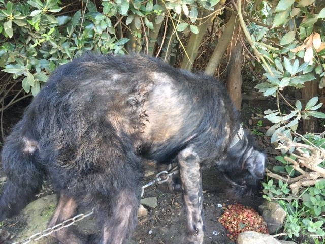 Perro encadenado en Oza-Cesuras (A Coruña).